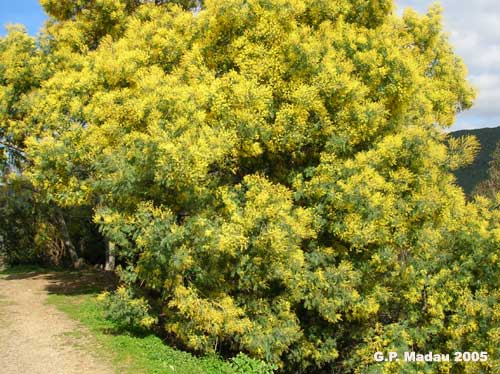 Acacia dealbata - portamento