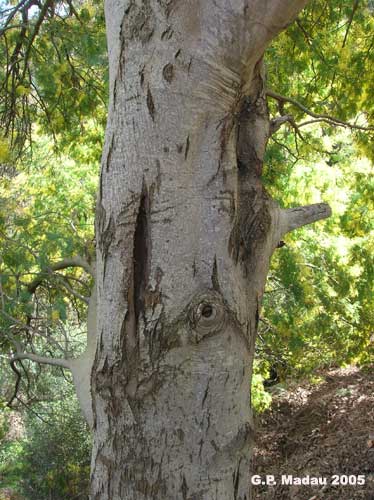 Acacia dealbata - corteccia