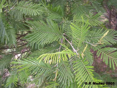 Acacia dealbata - foglie