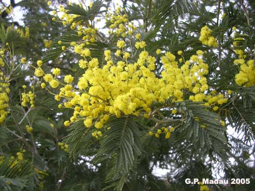 Acacia dealbata - fiori