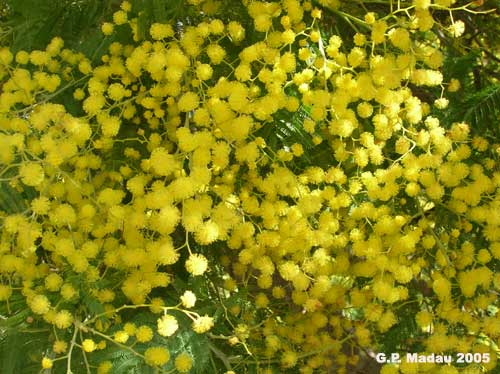 acacia dealbata - fiori