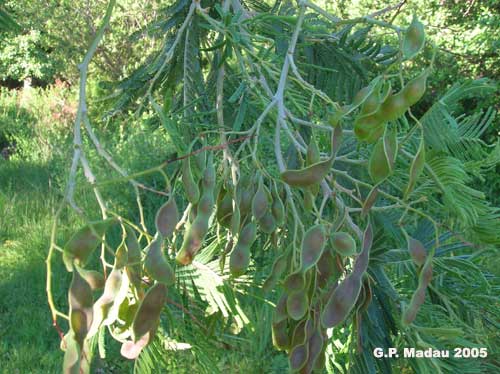 Acacia dealbata frutti