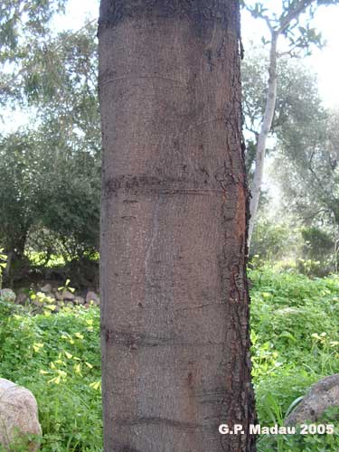 Acacia floribunda - corteccia