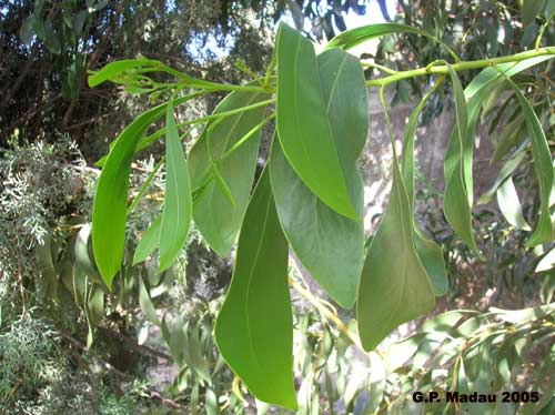 Acacia floribunda - foglie