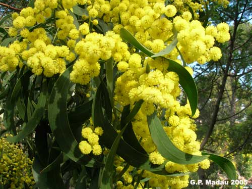 acacia floribunda - fiori