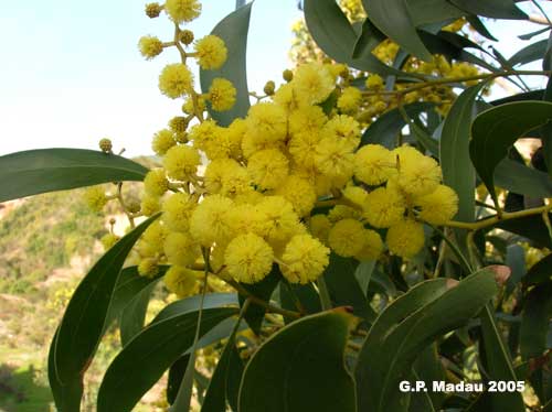 Acacia floribunda - fiori
