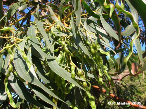 Acacia floribunda - frutti