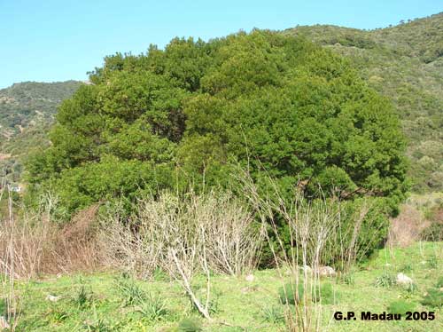 Acacia mollissima - portamento