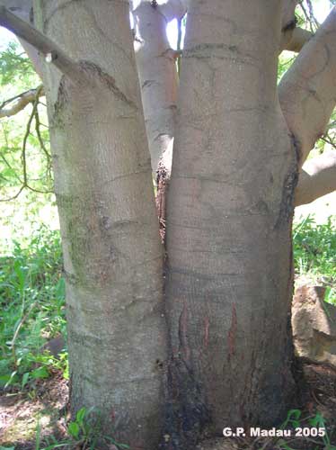 Acacia mollissima - corteccia