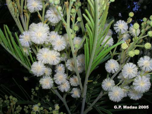 Acacia mollissima - fiori
