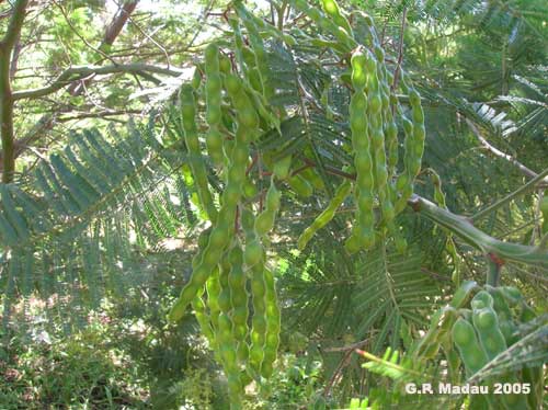 Acacia mollissima - frutti