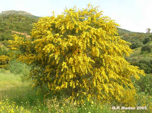 Acacia saligna - portamento