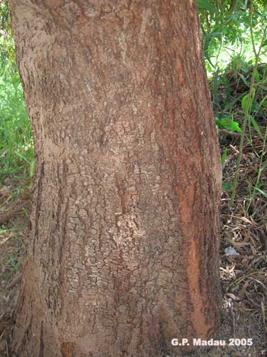 Acacia saligna - corteccia