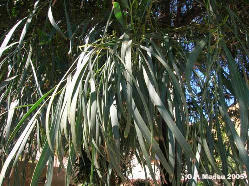 Acacia saligna - foglie