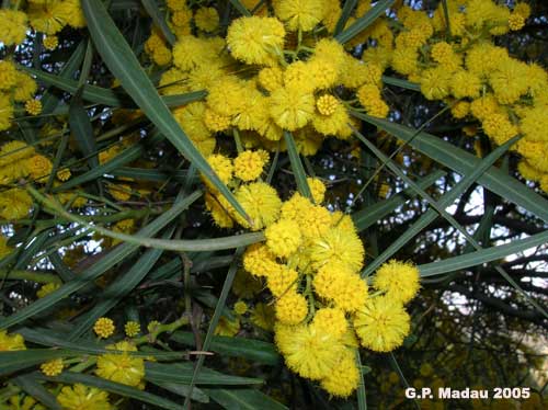 Acacia saligna - fiori