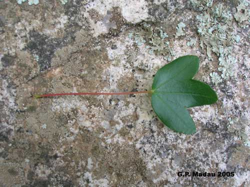 Acero minore - foglie