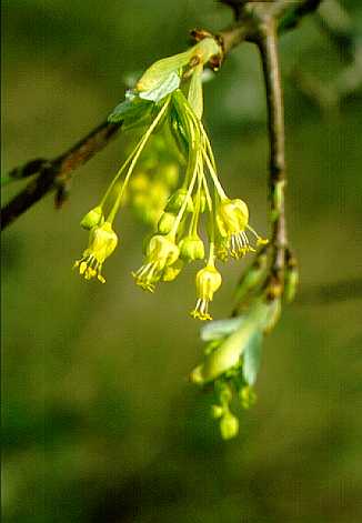 Acero minore - fiori