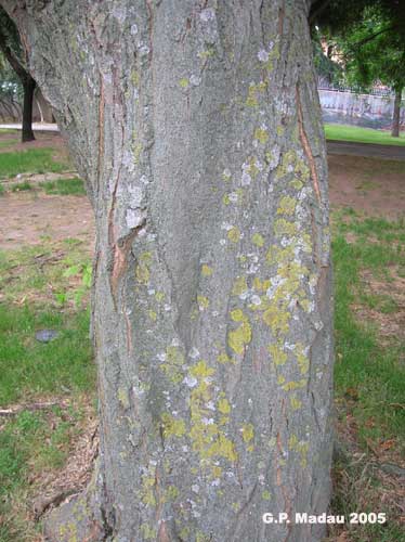 Acero negundo - corteccia