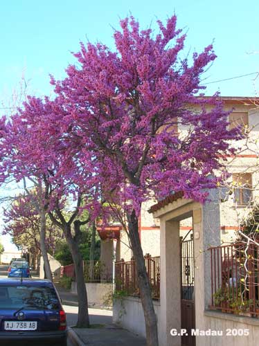 Albero di giuda - portamento