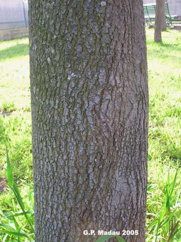 Albero di giuda - corteccia