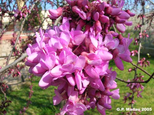 Albero di giuda - fiori