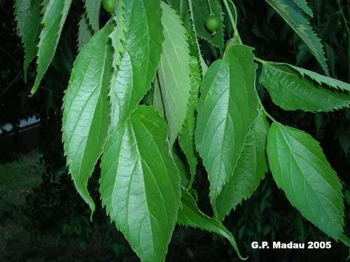 Bagolaro - foglie