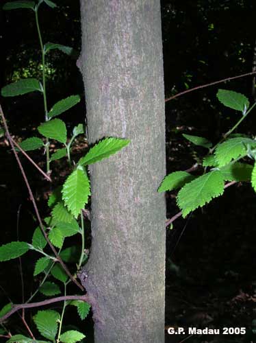 Carpino nero - corteccia