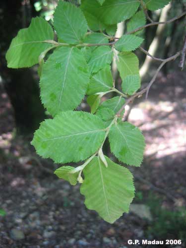 Carpino - foglie