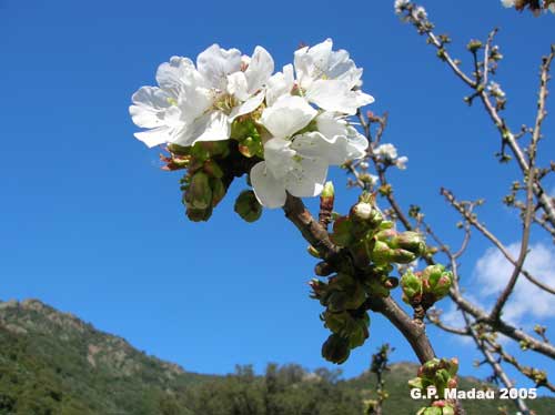 Ciliegio coltivato - fiori