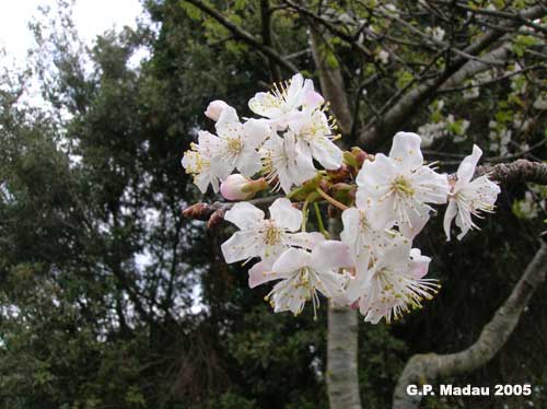 Ciliegio selvatico - fiori