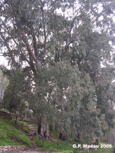 Eucaliptus rostrato - portamento