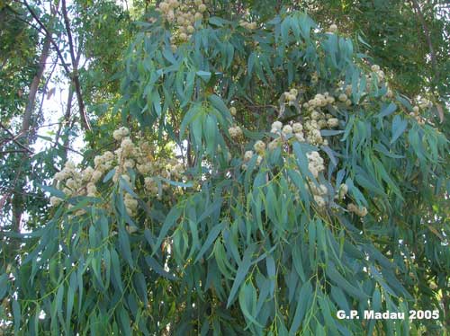 Eucaliptus rostrato - foglie