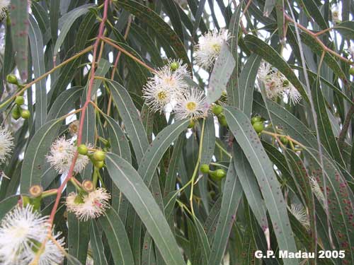 Eucaliptus rostrato - fiori