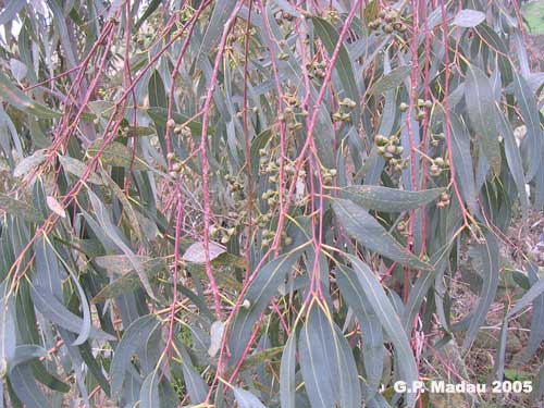 Eucaliptus rostrato - frutti