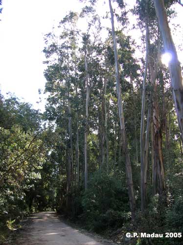 Eucaliptus globulus - portamento