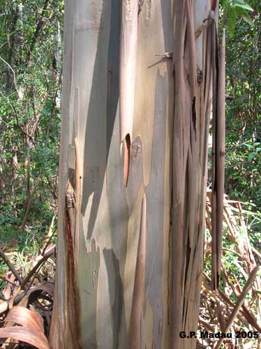 Eucaliptus globulus - corteccia