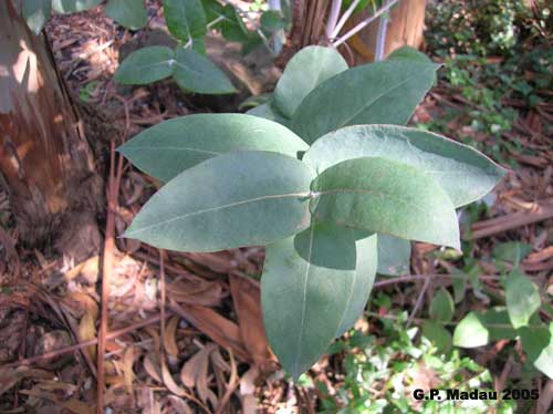 Eucaliptus globulus - foglie