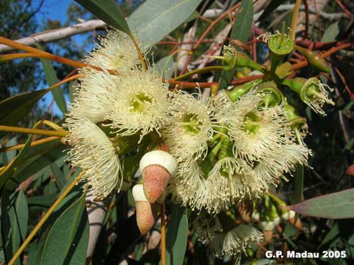 Eucaliptus globulus - fiori