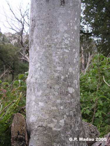 Fico s elvatico - corteccia