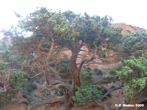 Ginepro macrocarpa - portamento