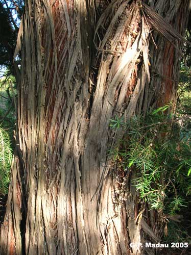 Ginepro macrocarpa - corteccia