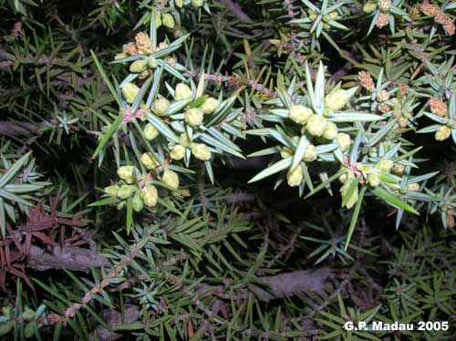 Ginepro macrocarpa - fiori