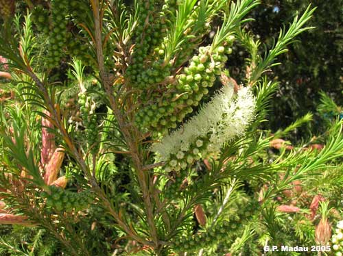 Melaleuca - fiori