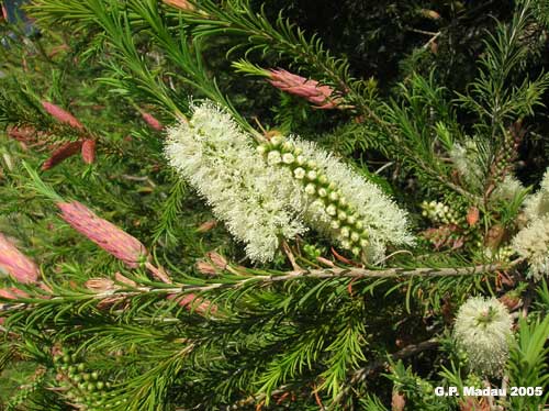 Melaleuca - fiori