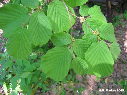 Nocciolo - foglie