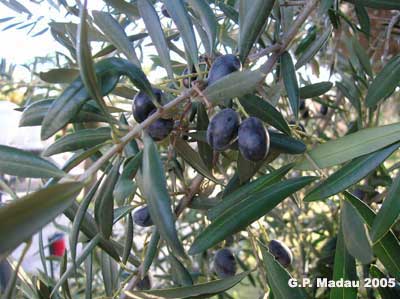 Olivo - frutti
