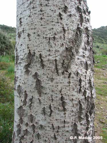 Pioppo bianco - corteccia