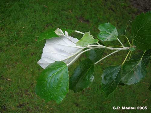 Pioppo bianco - foglie