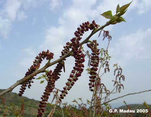 Pioppo cipressino - fiori