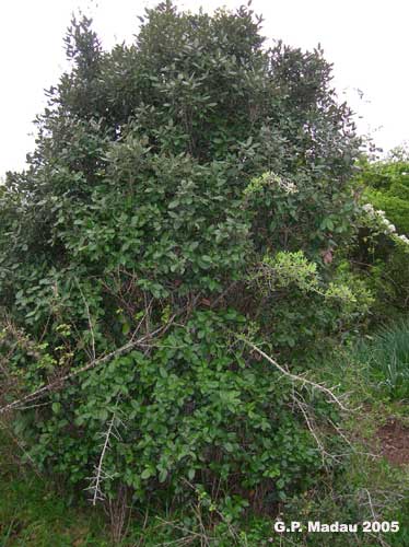 Quercia coccifera -portamento